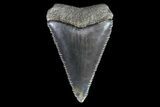 Serrated, Fossil Great White Shark Tooth #66736-1